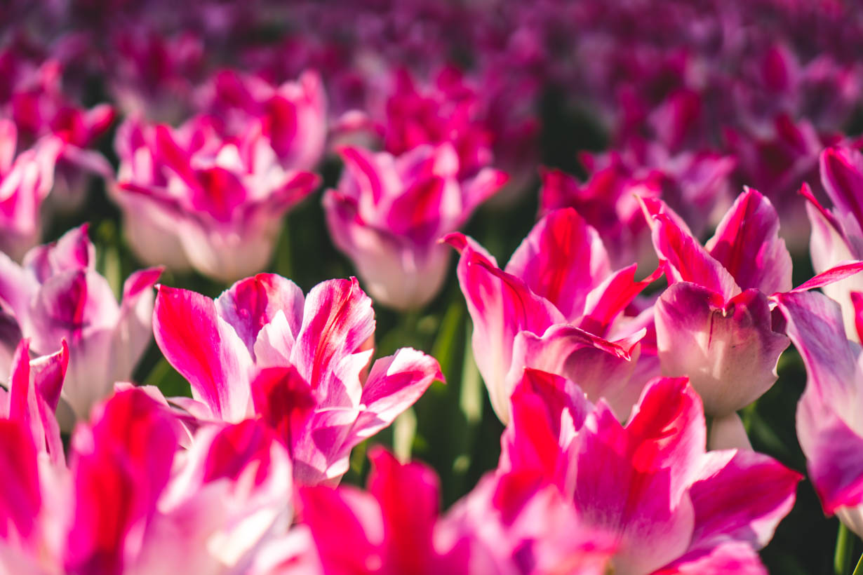 Amsterdam Tulip Festival